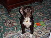 Hershey-Adoption Pending