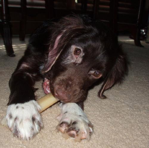 Hershey-Adoption Pending