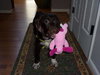 Hershey-Adoption Pending