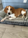 adoptable Dog in  named Toby