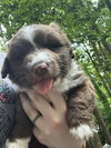 Chewie