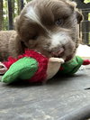 Chewie