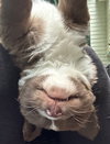 Chewie