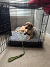 Copper aka Dash