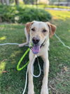 Copper aka Dash