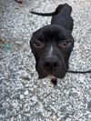 adoptable Dog in  named Thunder
