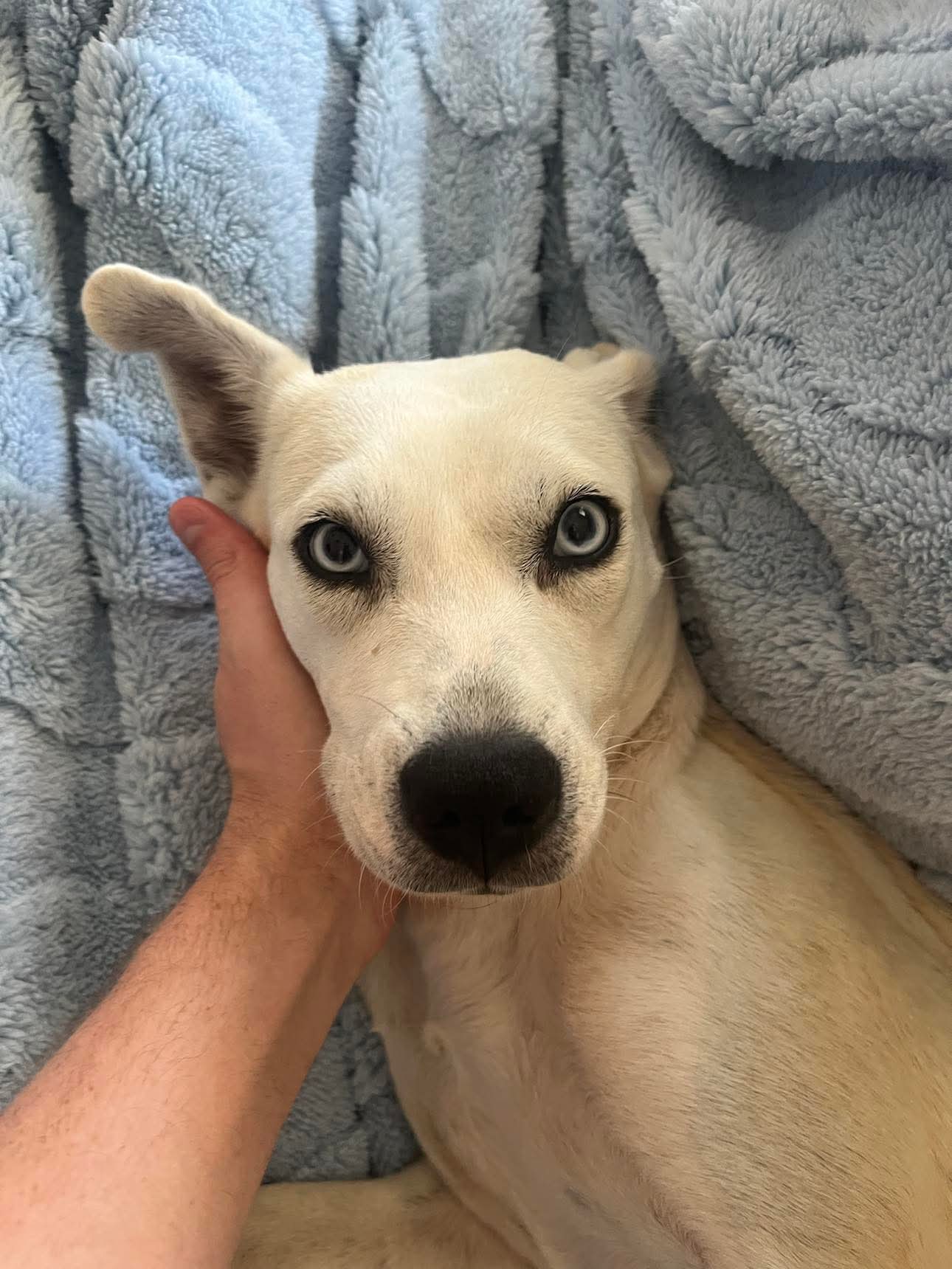 adoptable Dog in Holly Springs, NC named Yuki