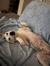 Yuki