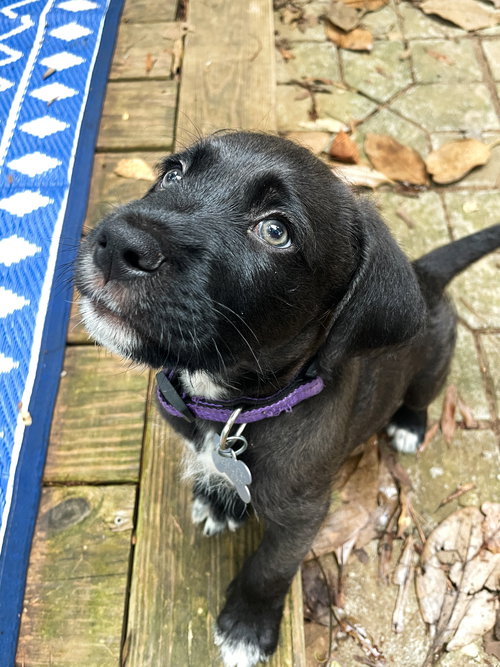 Opie