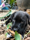 Opie