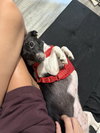 Minnie