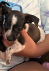 Tina - Pending Adoption