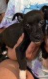 Cindy - Pending Adoption