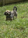 Rockie