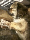Rockie