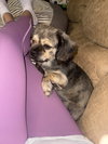 Rockie