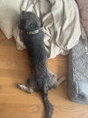 Rockie