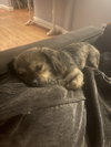 Rockie