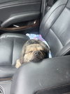 Rockie