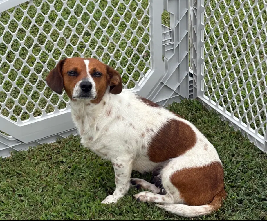 Renne - Chihuahua