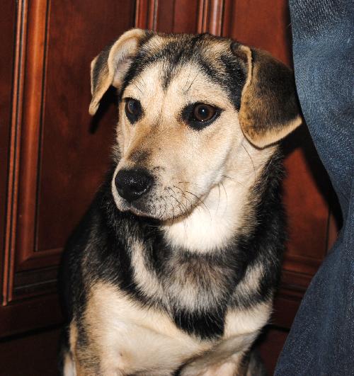 Rosie- Application Pending