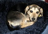 Rosie- Application Pending