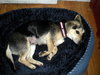 Rosie- Application Pending