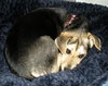 Rosie- Application Pending