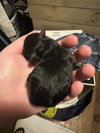 Nugget/Polly Pocket