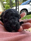 Nugget/Polly Pocket