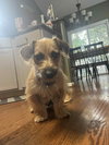 Pickle