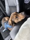 Koda