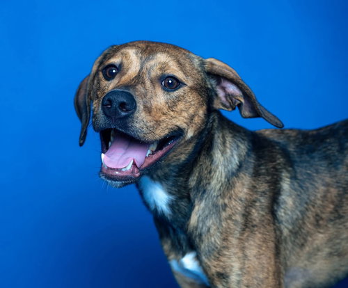 Koda