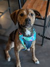 Koda