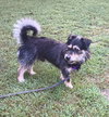 Brutus
