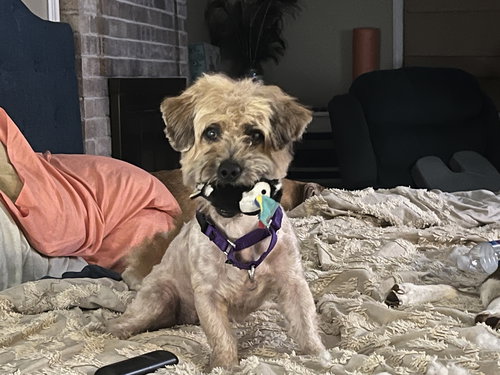 picture of the dog needing adoption