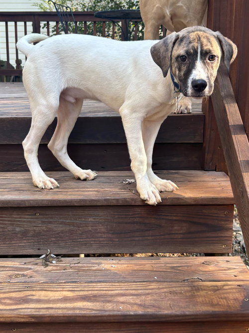 picture of the dog needing adoption