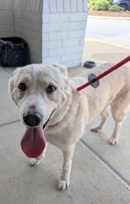 picture of the dog needing adoption