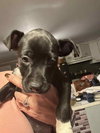 Bruce (Scruffy Bottle Babies)