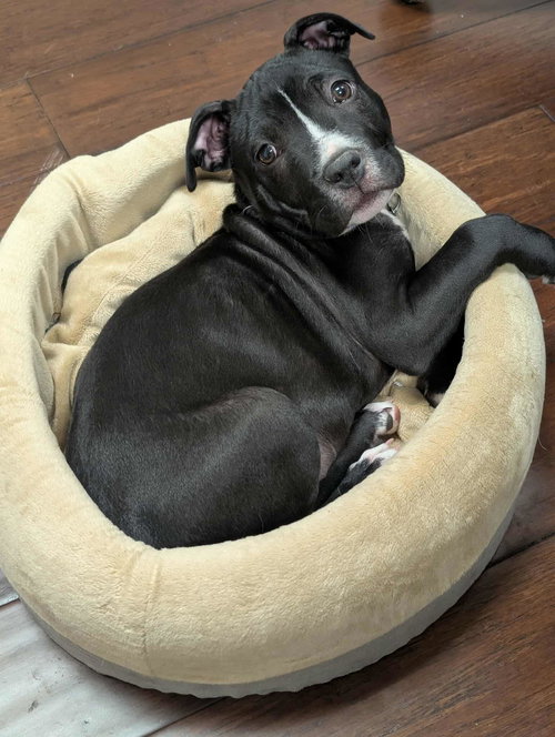 picture of the dog needing adoption