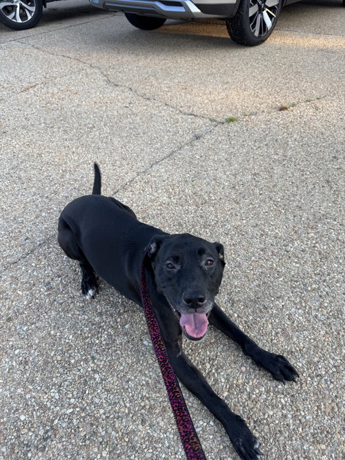 picture of the dog needing adoption