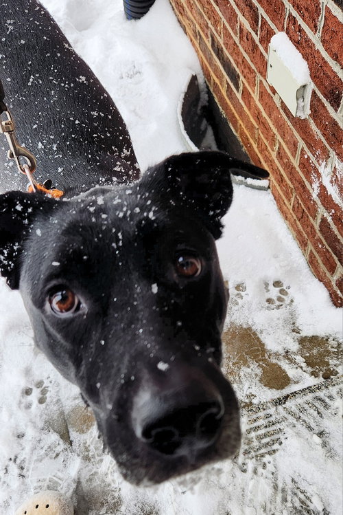 Photo 5 of Nova