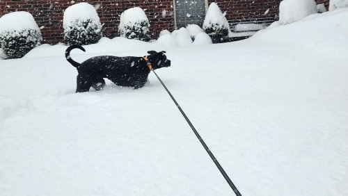 Photo 6 of Nova