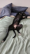 Nova - Photo 7