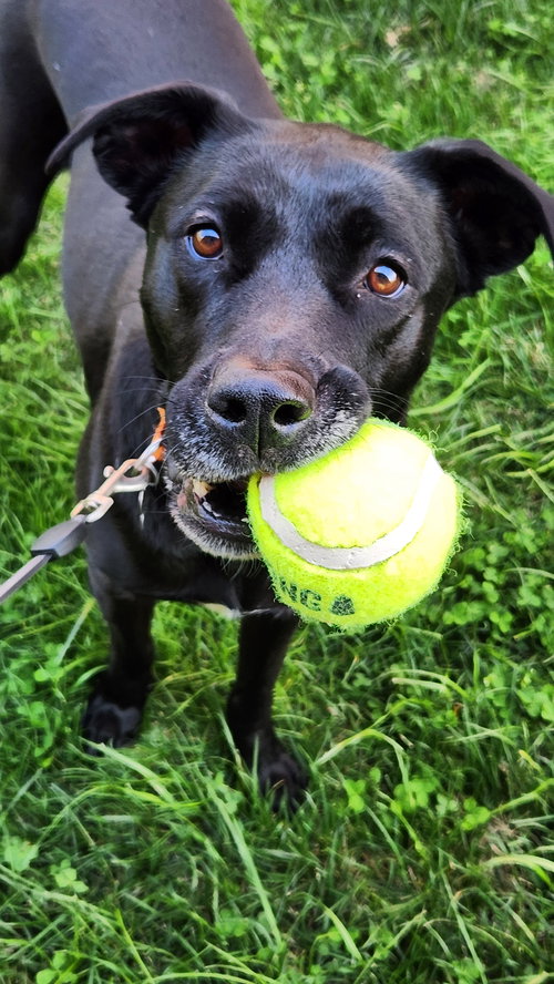 NOVA - Labrador Retriever / American Pit Bull Terrier available for adoption