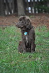 Higgins-Application Pending