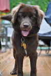 Higgins-Application Pending