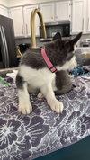 Focus (Fortnite Litter)