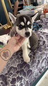 Focus (Fortnite Litter)