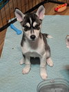 Focus (Fortnite Litter)